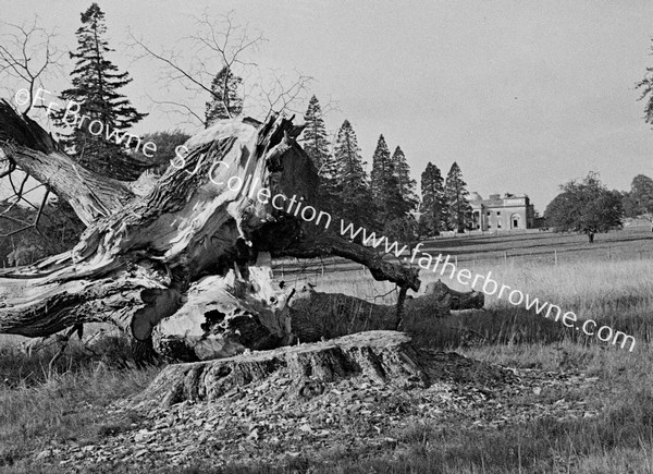 FELLED TREES WELLINGSTONE AVENUE & HOUSE